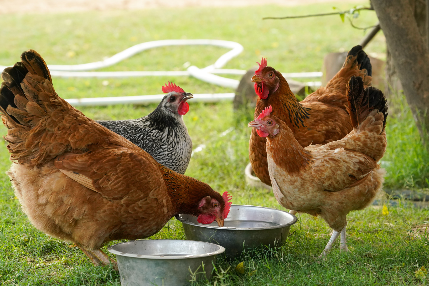 Electrolytes for Chickens: Keep Your Flock Hydrated and Healthy in Summer